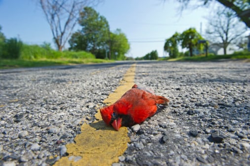 Dead Northern Cardinal bird on a road